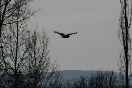 IMG_3513.JPG